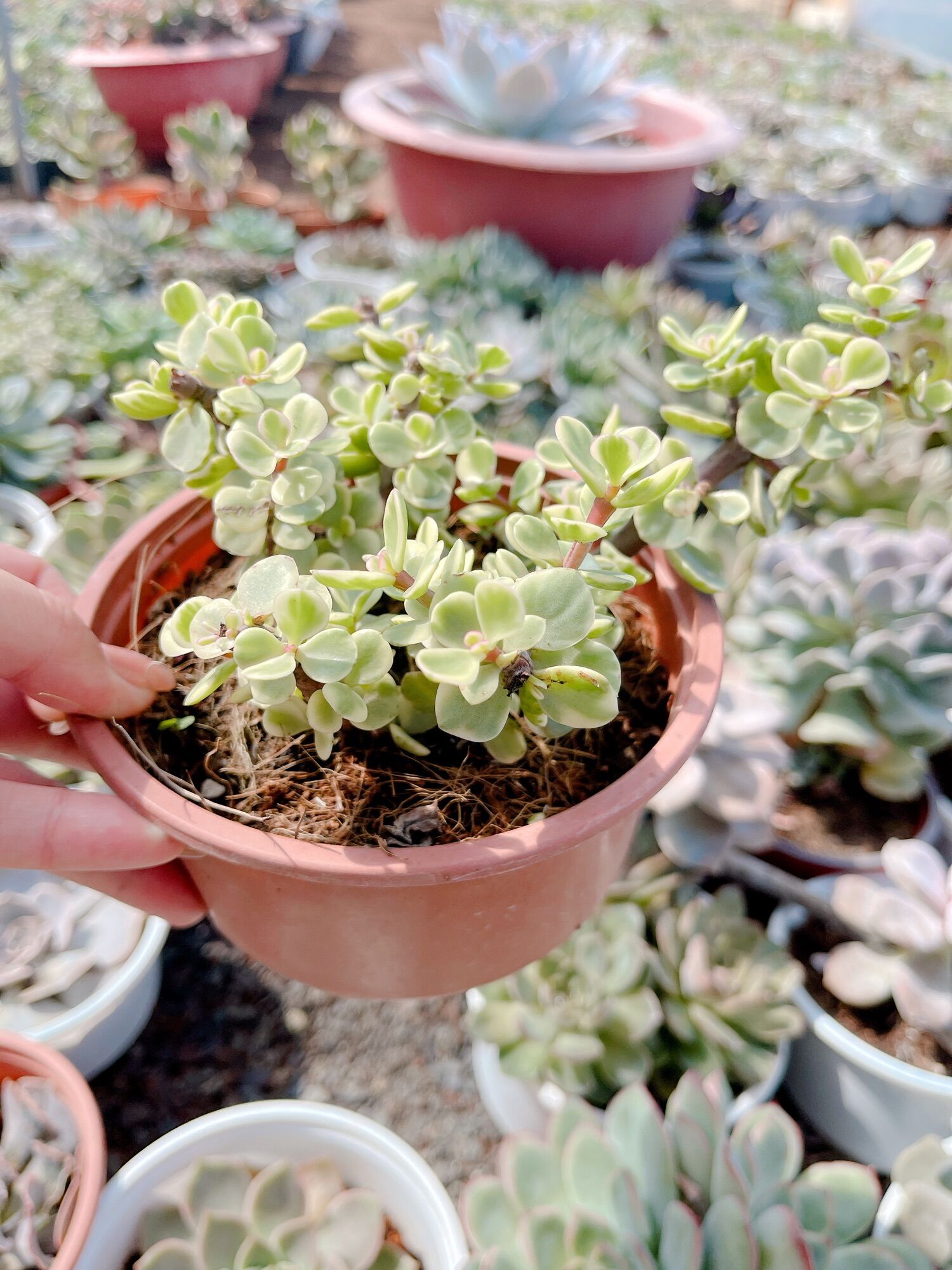 Sen đá đô la size tô 7-9 cm xuất vườn đà Lạt