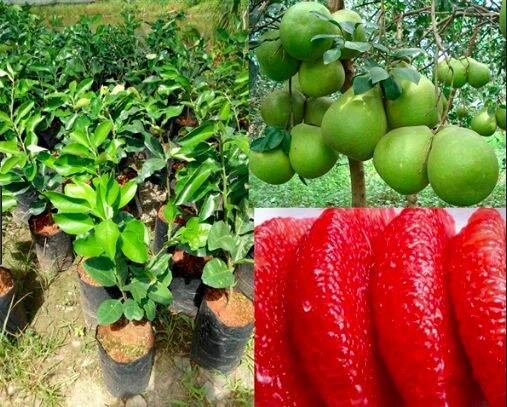 CÂY GIỐNG BƯỞI RUBY Thái LAN