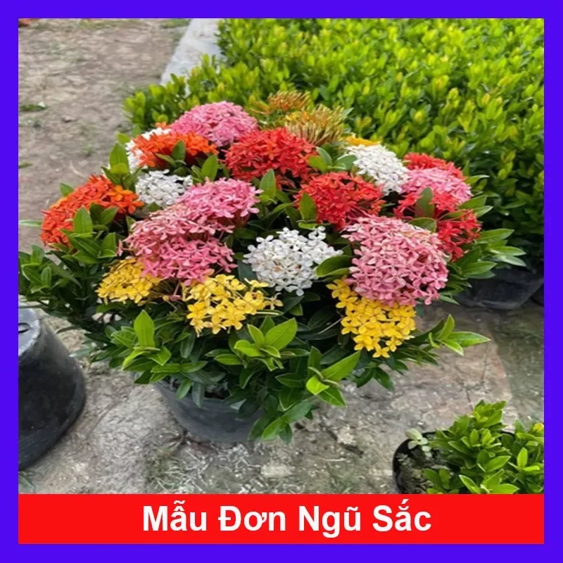 Cây hoa mẫu đơn ngũ sắc