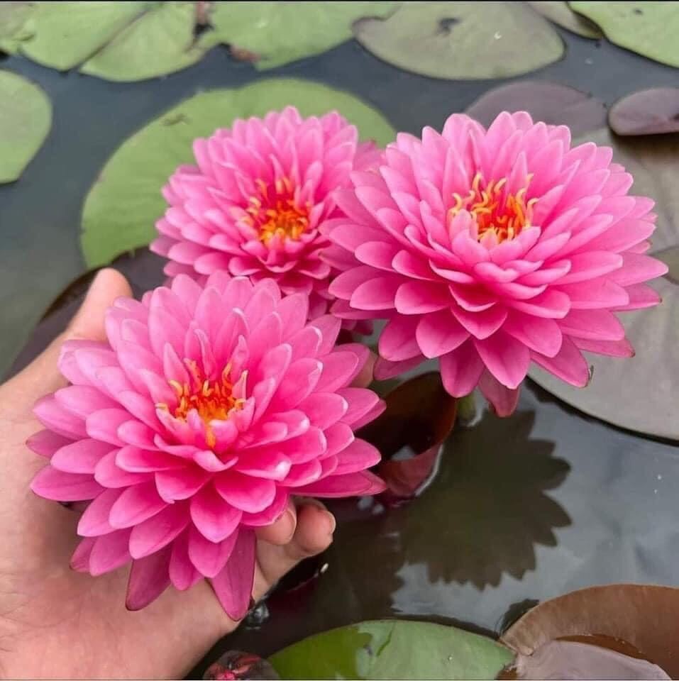 củ hoa súng thái