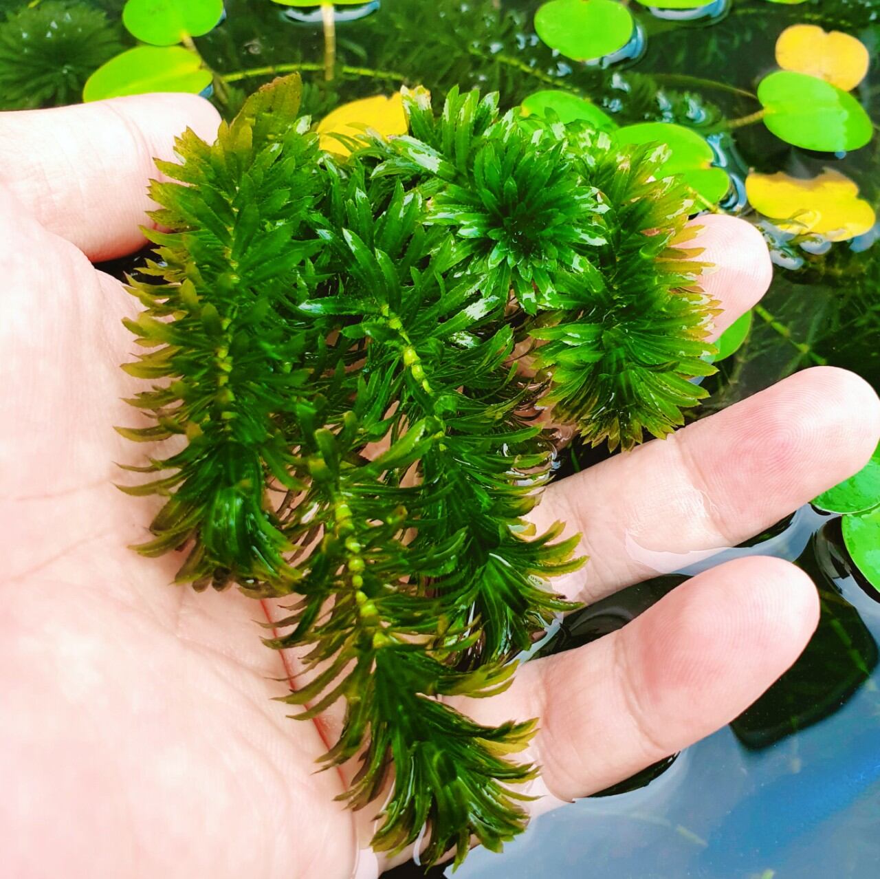 Rong đuôi chó ( 5 nhánh)