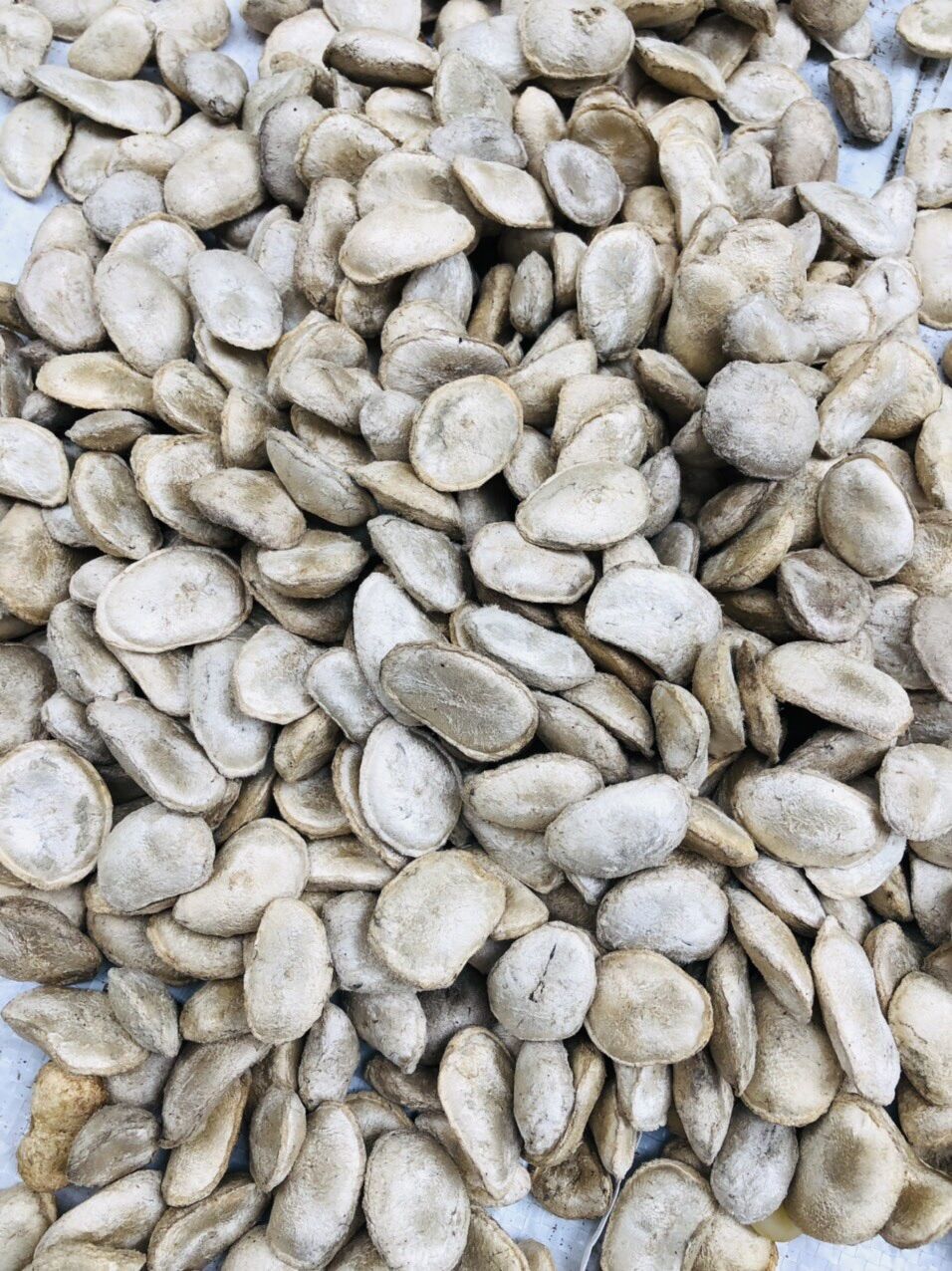 HOT Hạt Sang Trắng 11 hạt