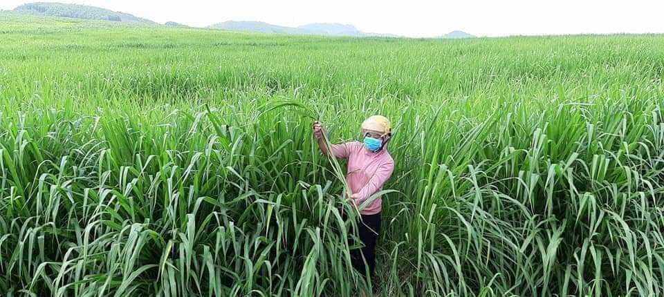 Cỏ sả không lông (gói 500g kí hạt giống trồng diện tích 500m2)