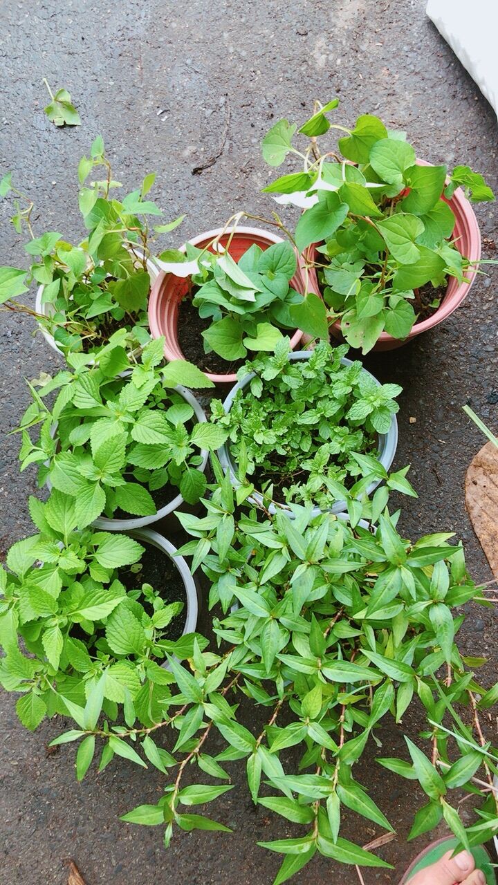 Rau Thơm Các Loại (30k/chậu)