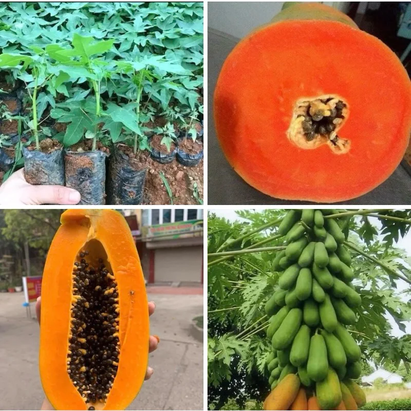 Cây giống đu đủ lùn ruột đỏ siêu trái