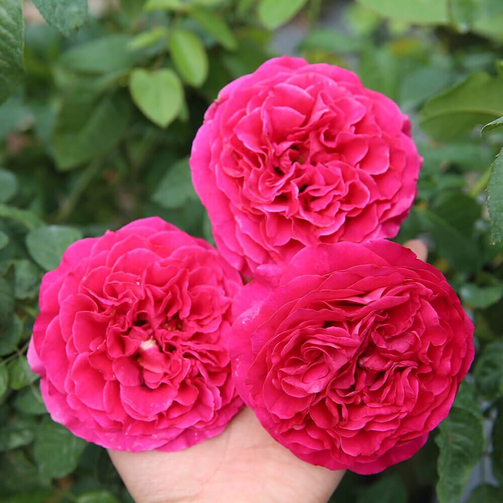 Hoa hồng Ngoại Kate Rose