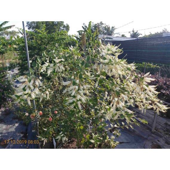 Cây Hoa Bạch Trầm Hương