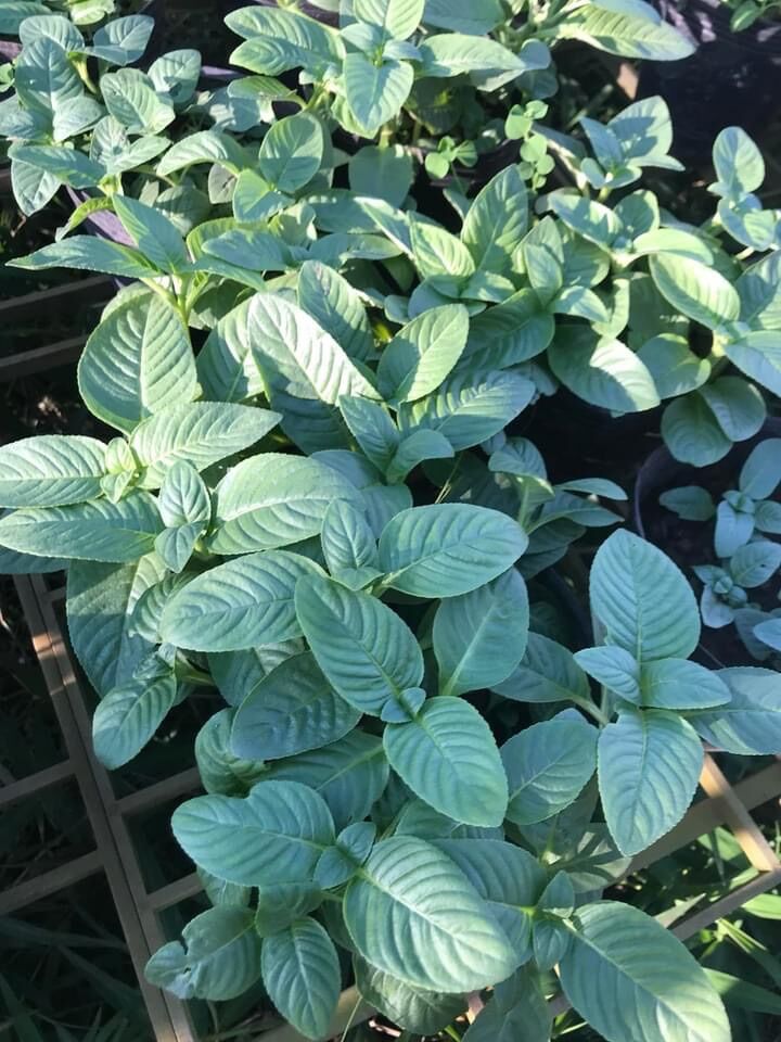 Rau xá xị