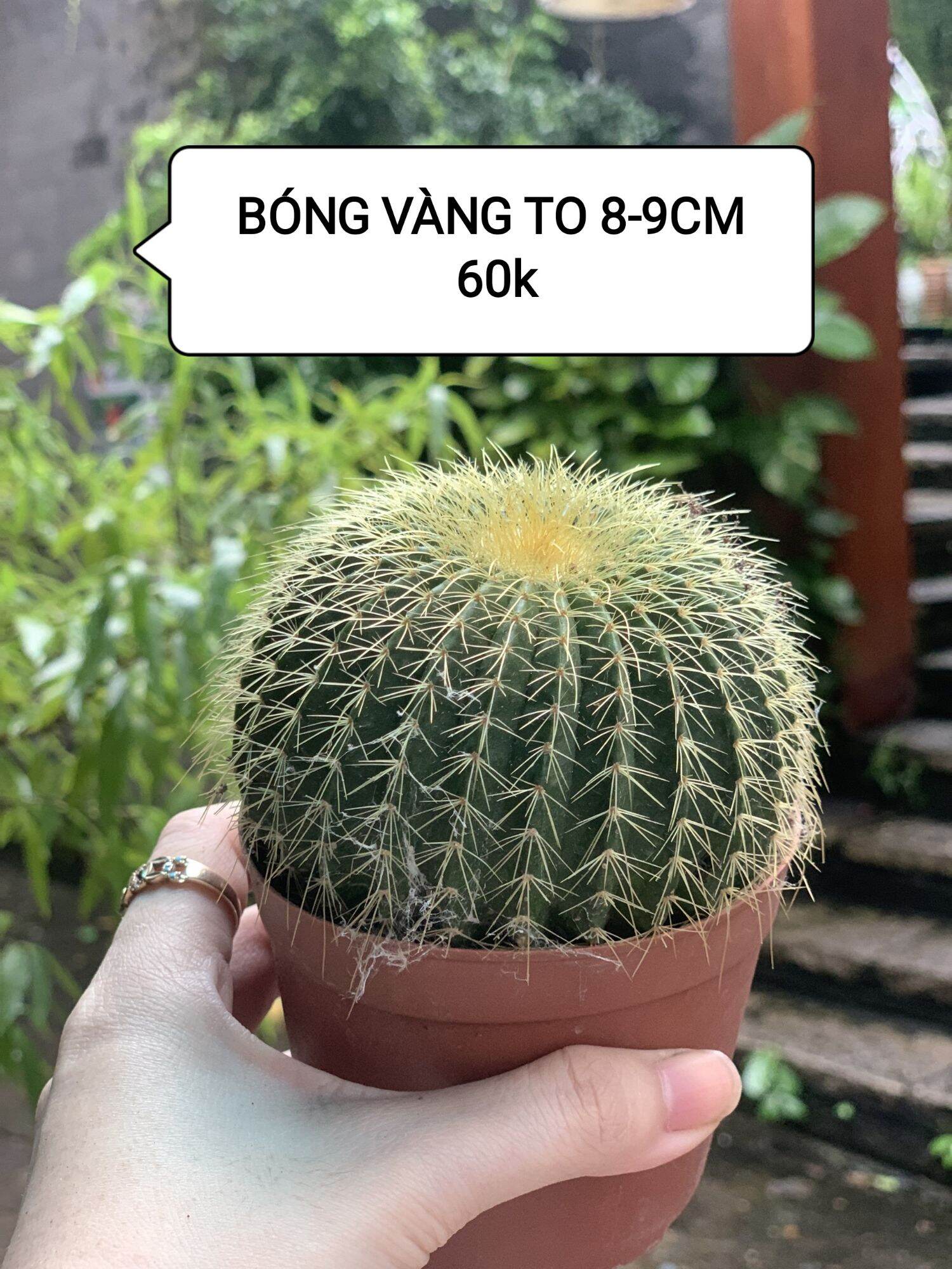 Xương rồng BÓNG VÀNG