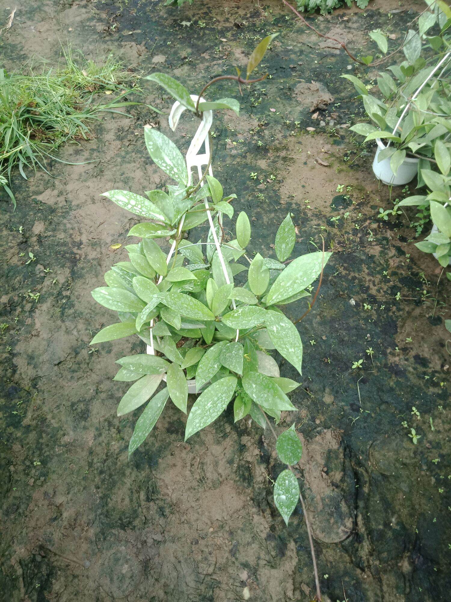chậu hoa cẩm cù