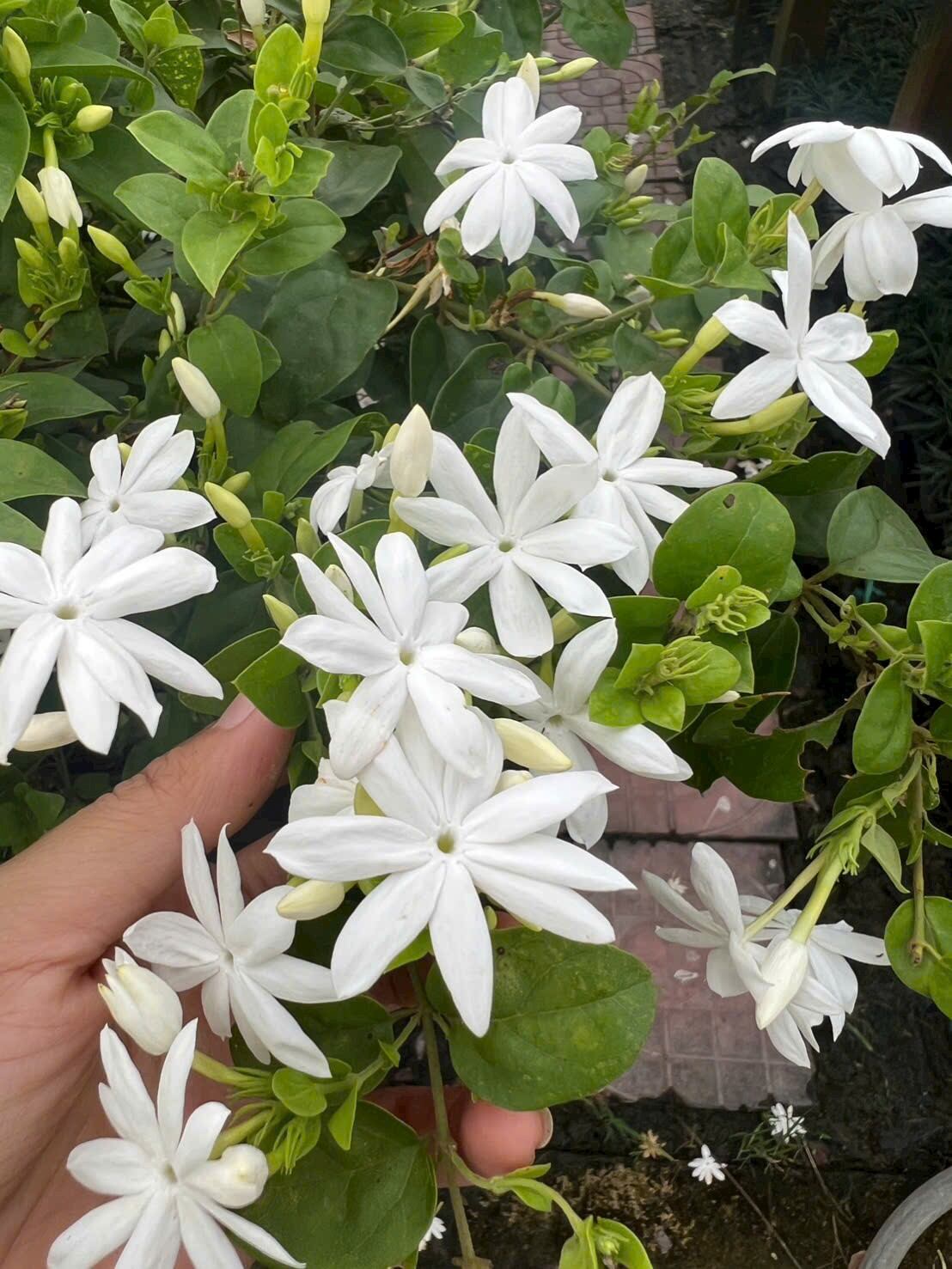Cây 🌲 Lài Thái siêu hoa...Lài Sao Băng