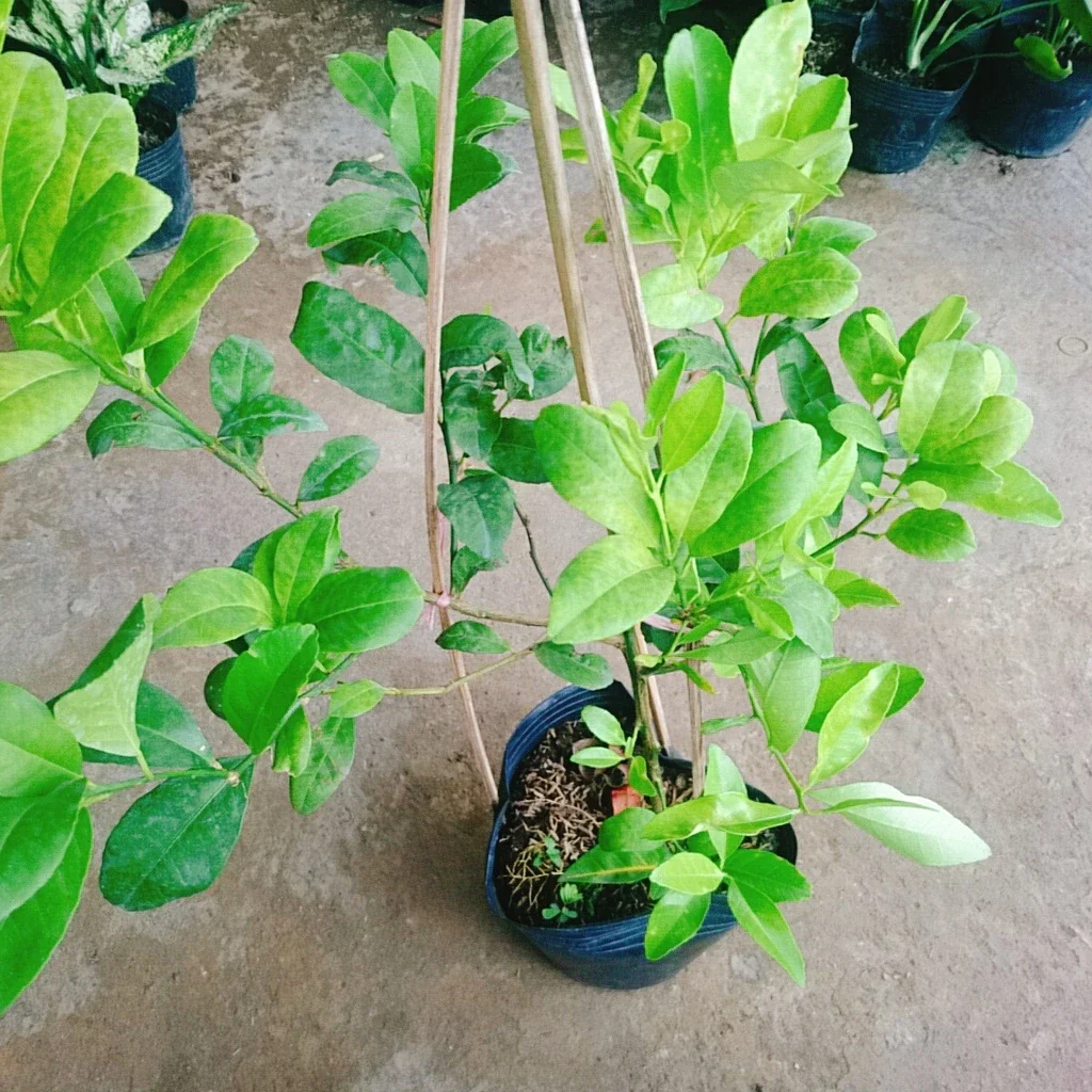 cây chanh tứ quý đang trái