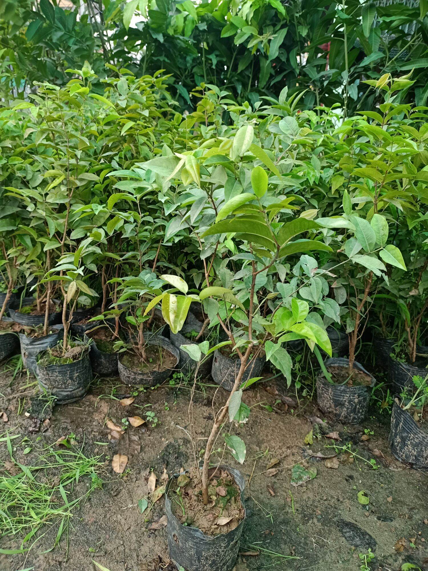 Nho thân gỗ đỏ 12 vụ chuẩn giống