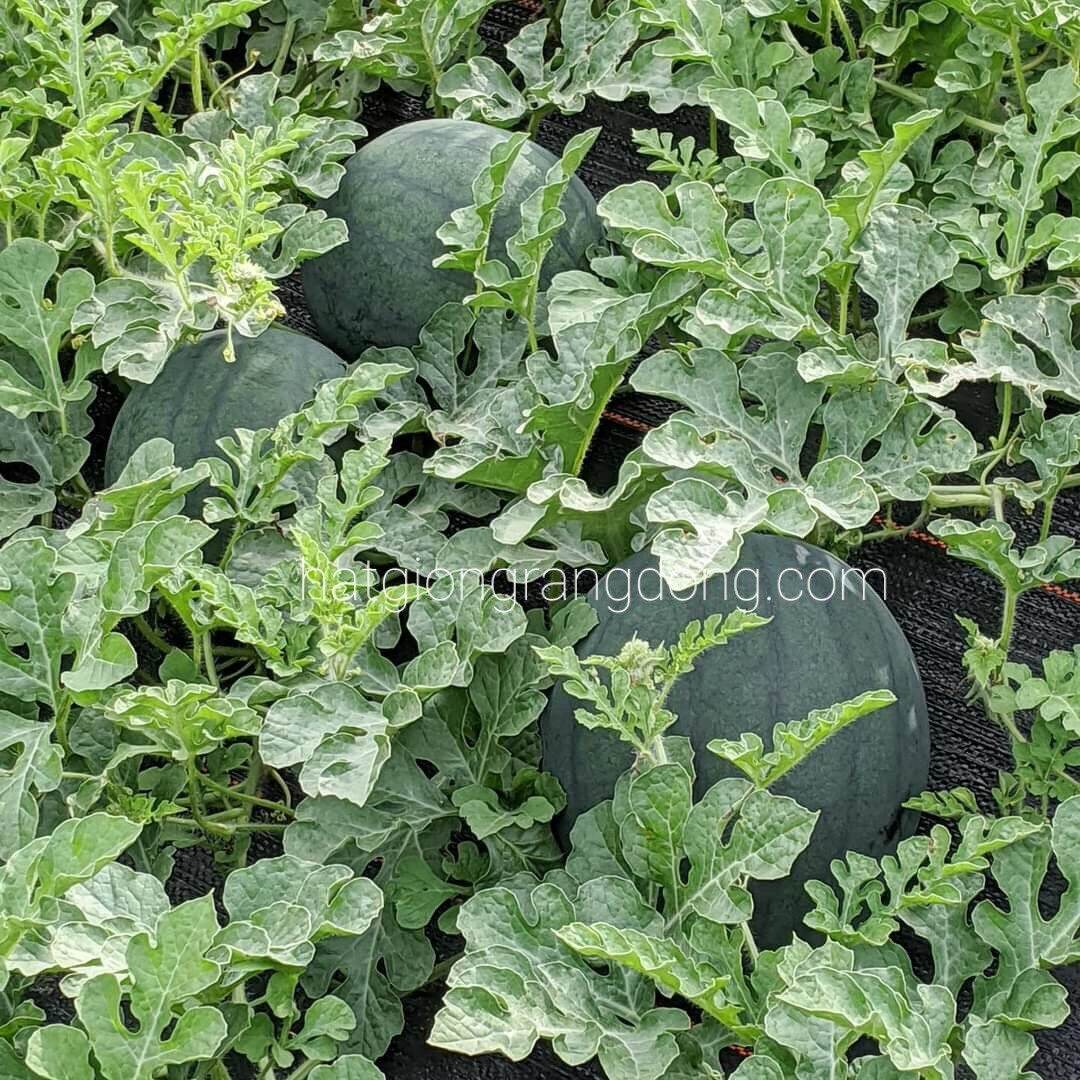 [HCM]Hạt giống dưa hấu đỏ trái tròn