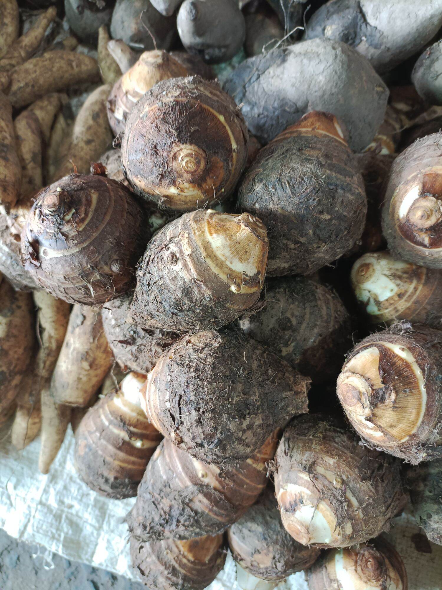 1kg KHOAI SỌ CỦ TO