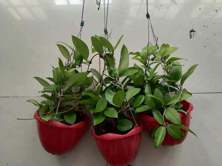 Cẩm cù đỏ hoa thơm cây trưởng thành sắp hoa