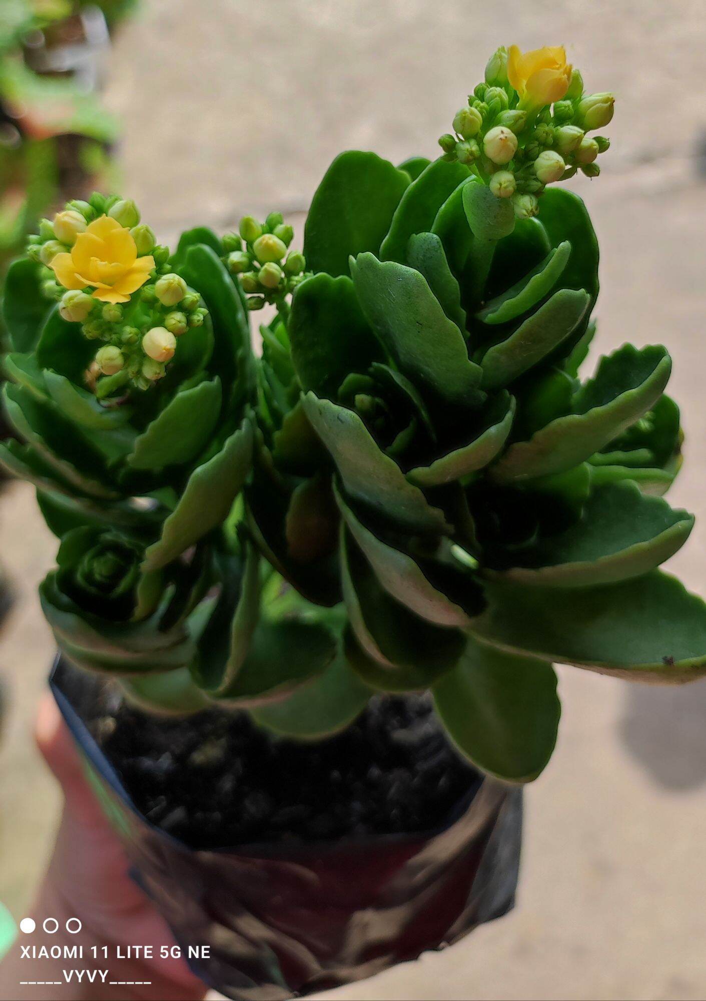 Sống Đời Kép đc chọn màu.