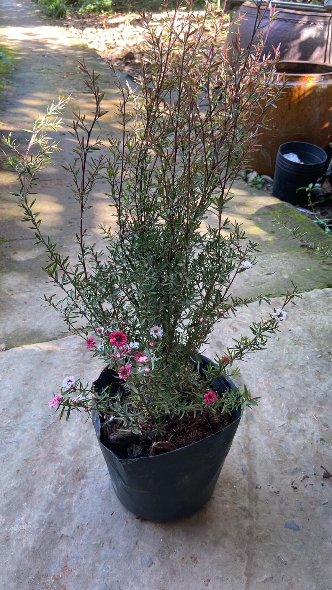 Cây tùng tuyết mai (nhất chi mai, hoa thanh liễu, bạch tuyết mai) - cao 40-60cm