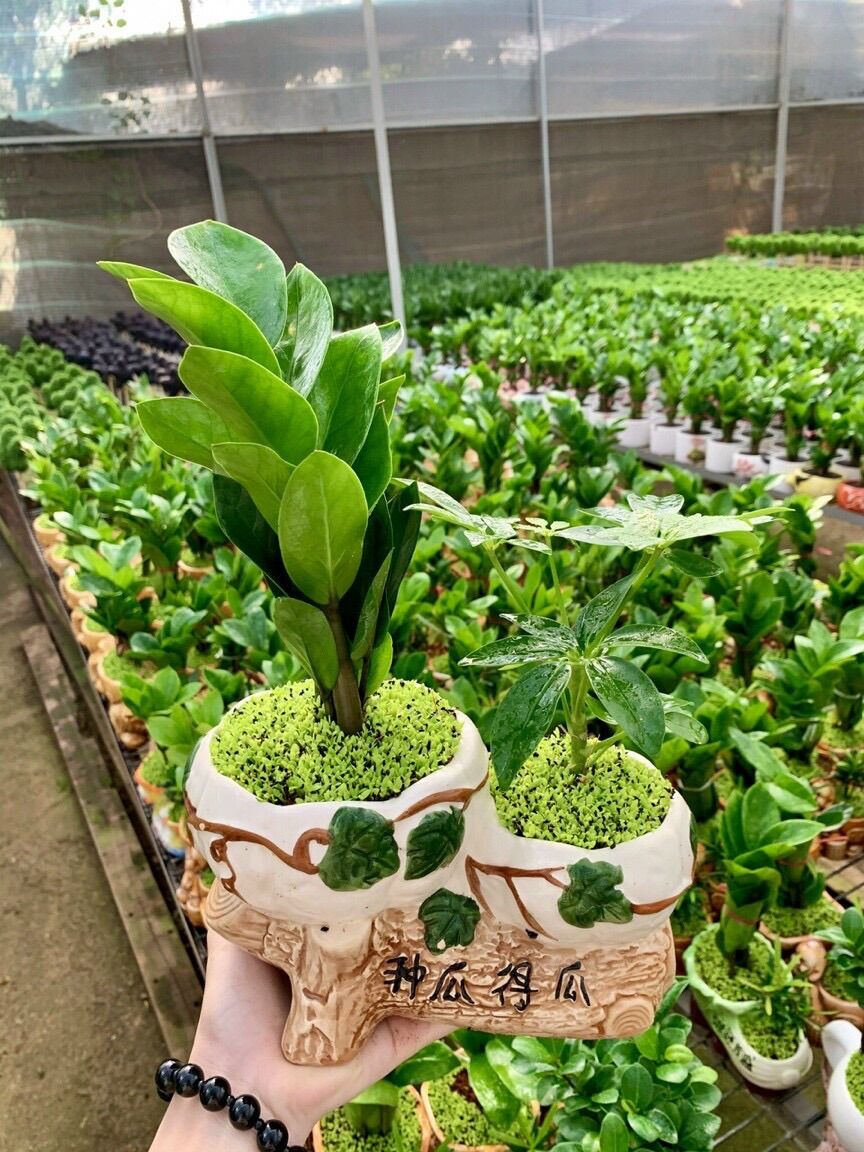 Chậu sứ đôi trồng cây