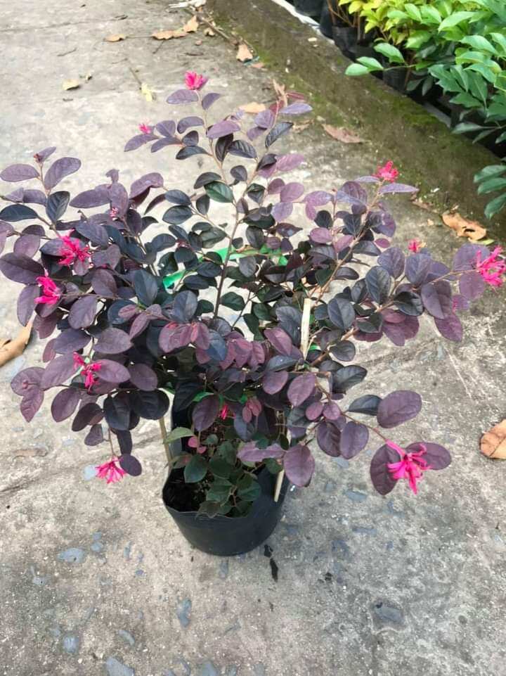Cây Hồng phụng