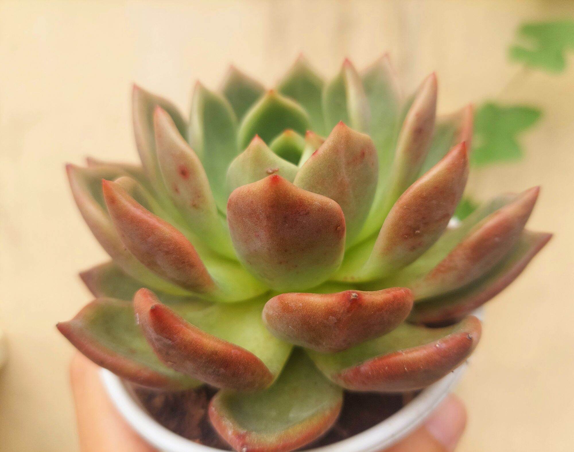 Sen đá pha lê đỏ size trung