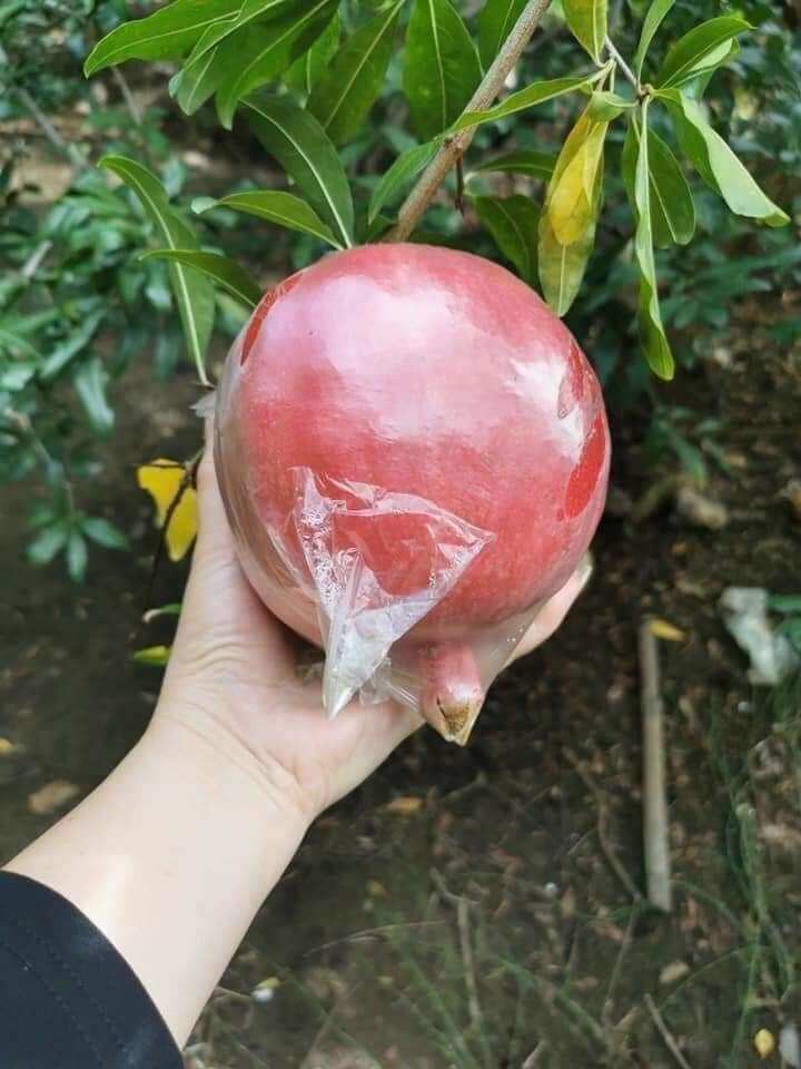 cây giống lựu ấn độ. cây cao hơn 80cm