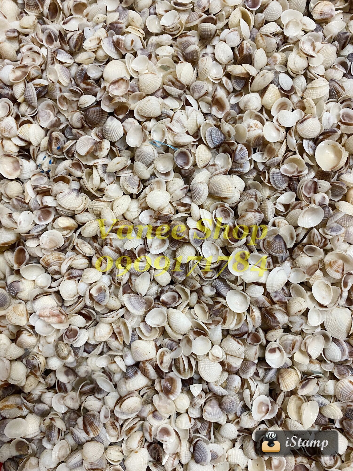 Vỏ sò gai nhí 100gr