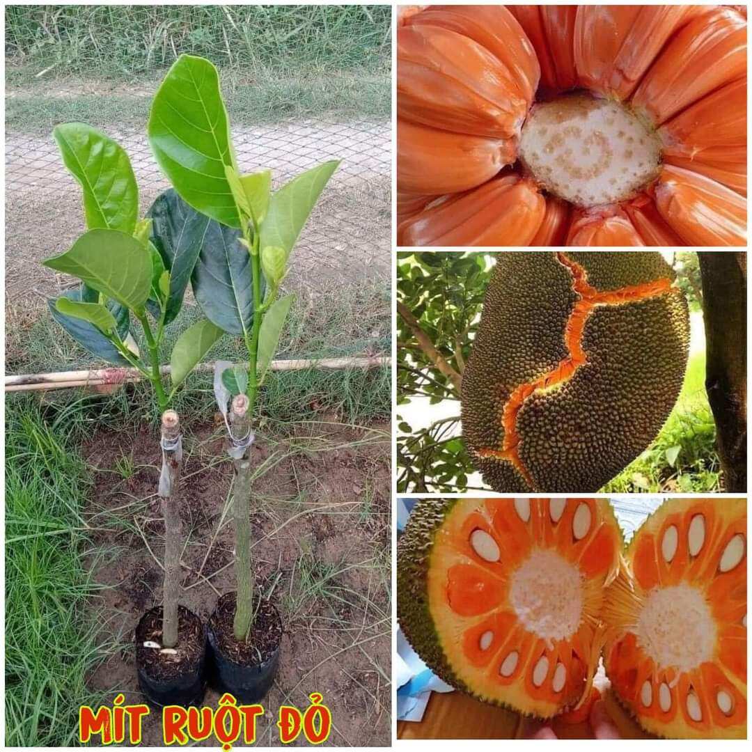 Cây giống mít ruột đỏ indo sơ vàng lá bầu cho trái sau 12 tháng bao chuẩn giống. có bảo hành