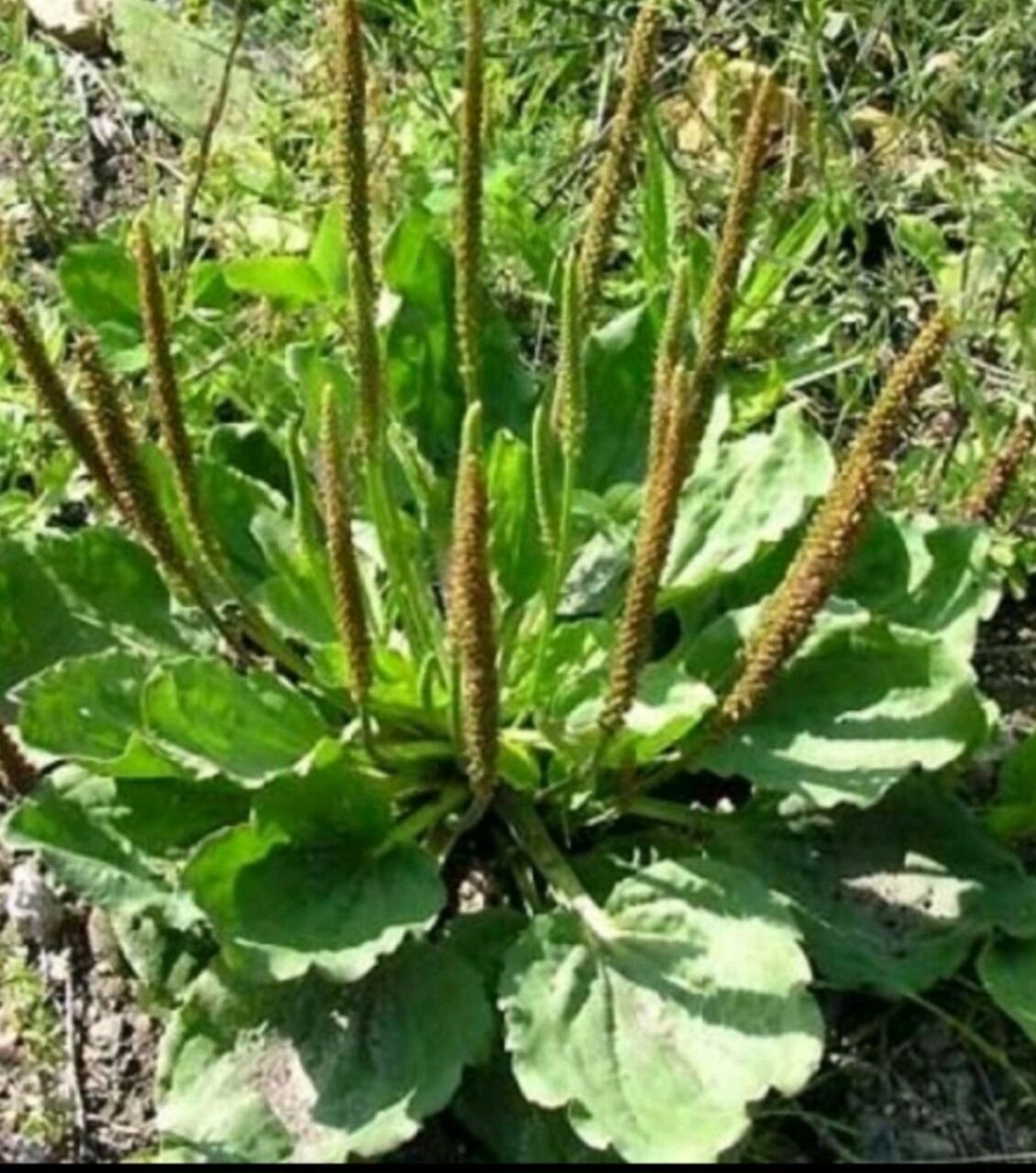 1kg cây mã đề khô thơm sạch _ md01