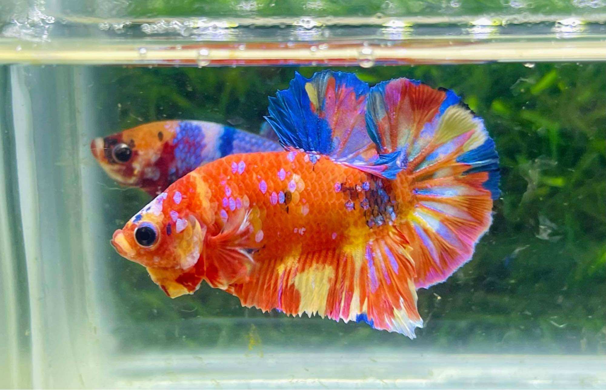 Betta Nemo Muti Ngẫu Nhiên