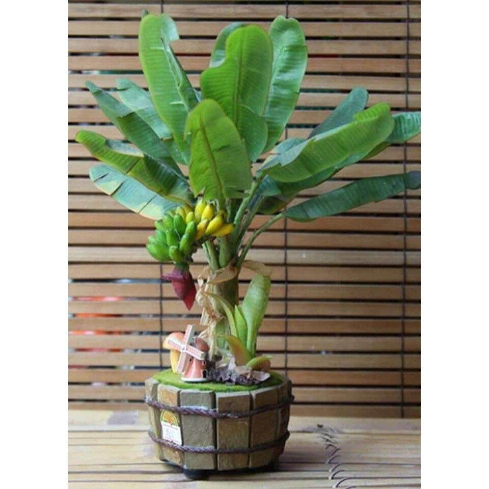CÂY chuối cảnh mini