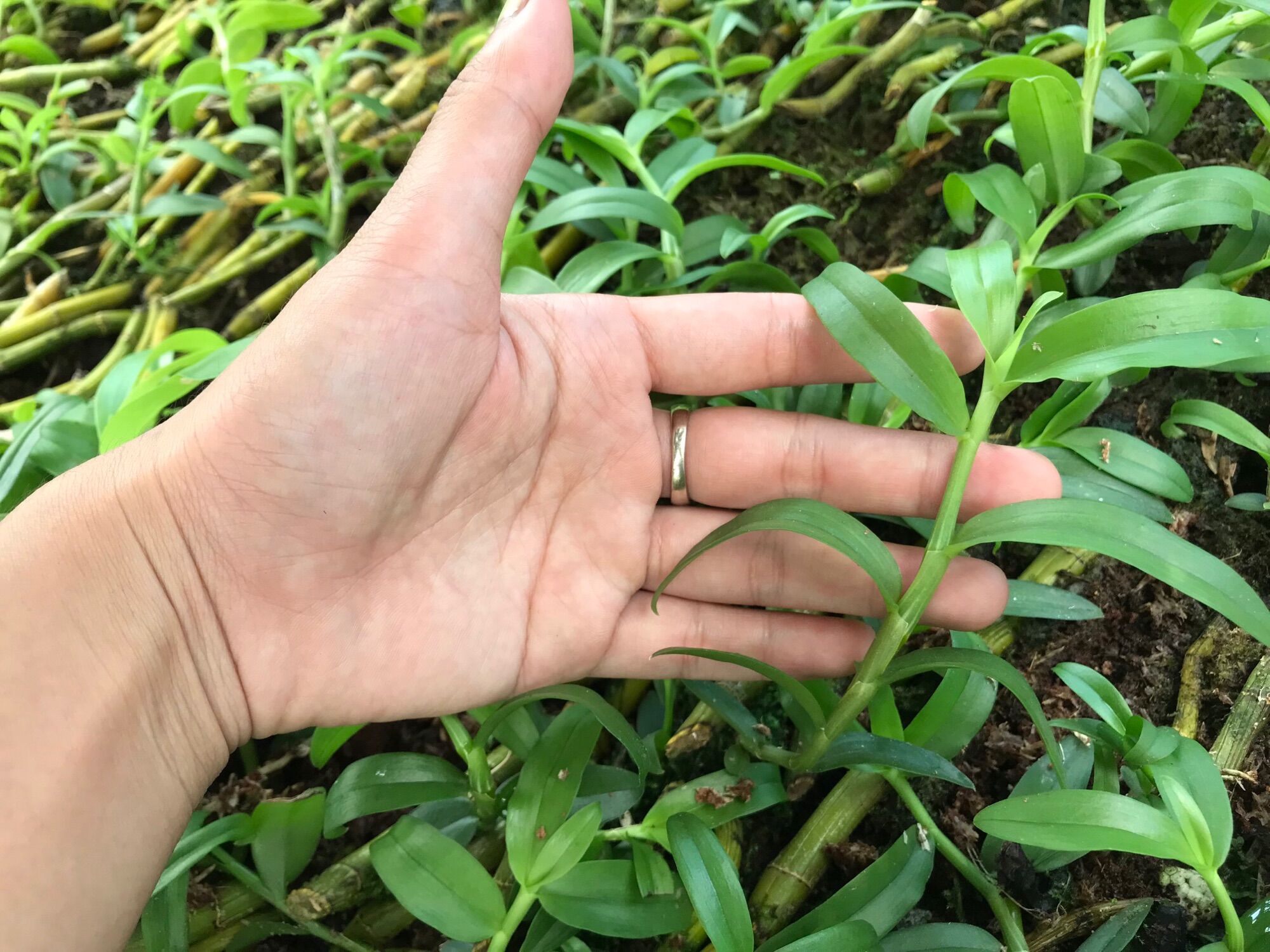 Kie Phi Điệp Chớp Mỹ - Chuẩn Mặt Hoa