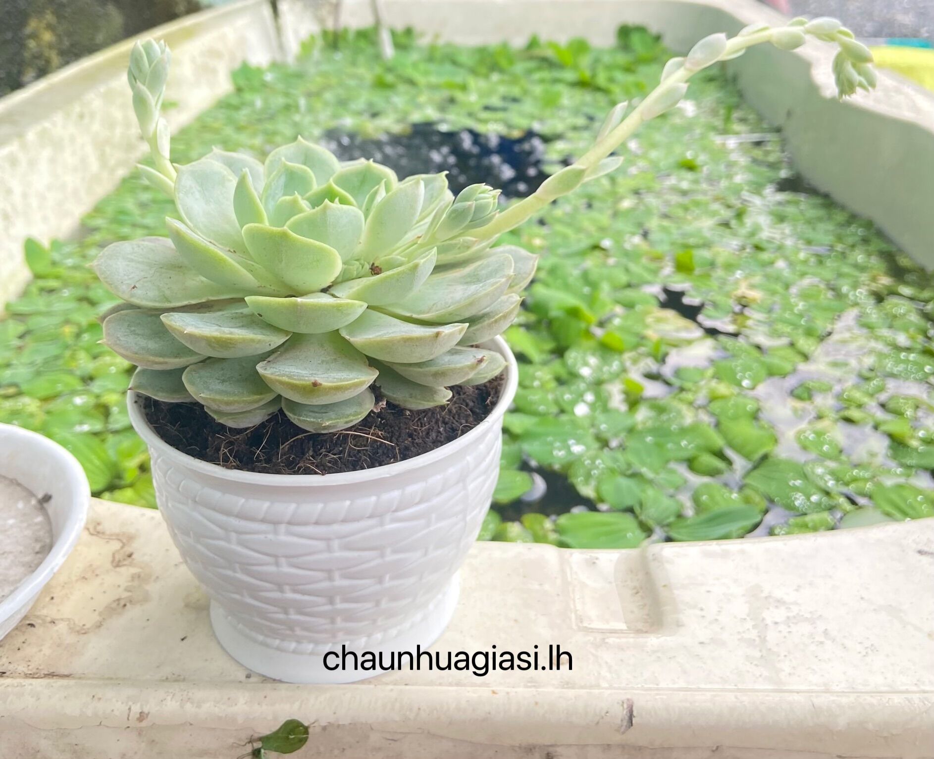 Chậu nhựa mini trồng sen đá