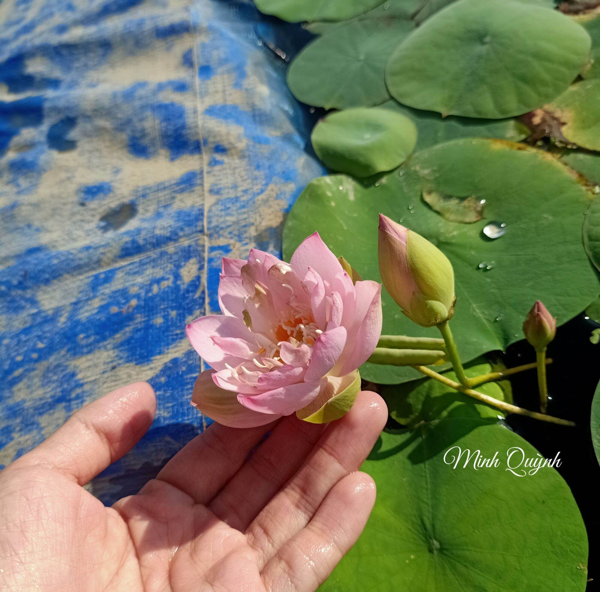 Củ sen giống mini các loại