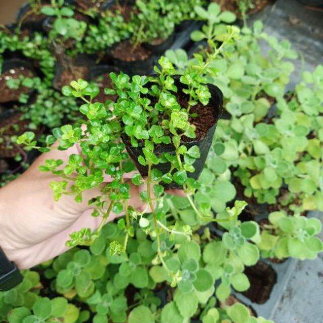 CÂY SEN ĐÁ SEDUM SÒ DÂY ( GIÁ BÁN CẢ CHẬU)