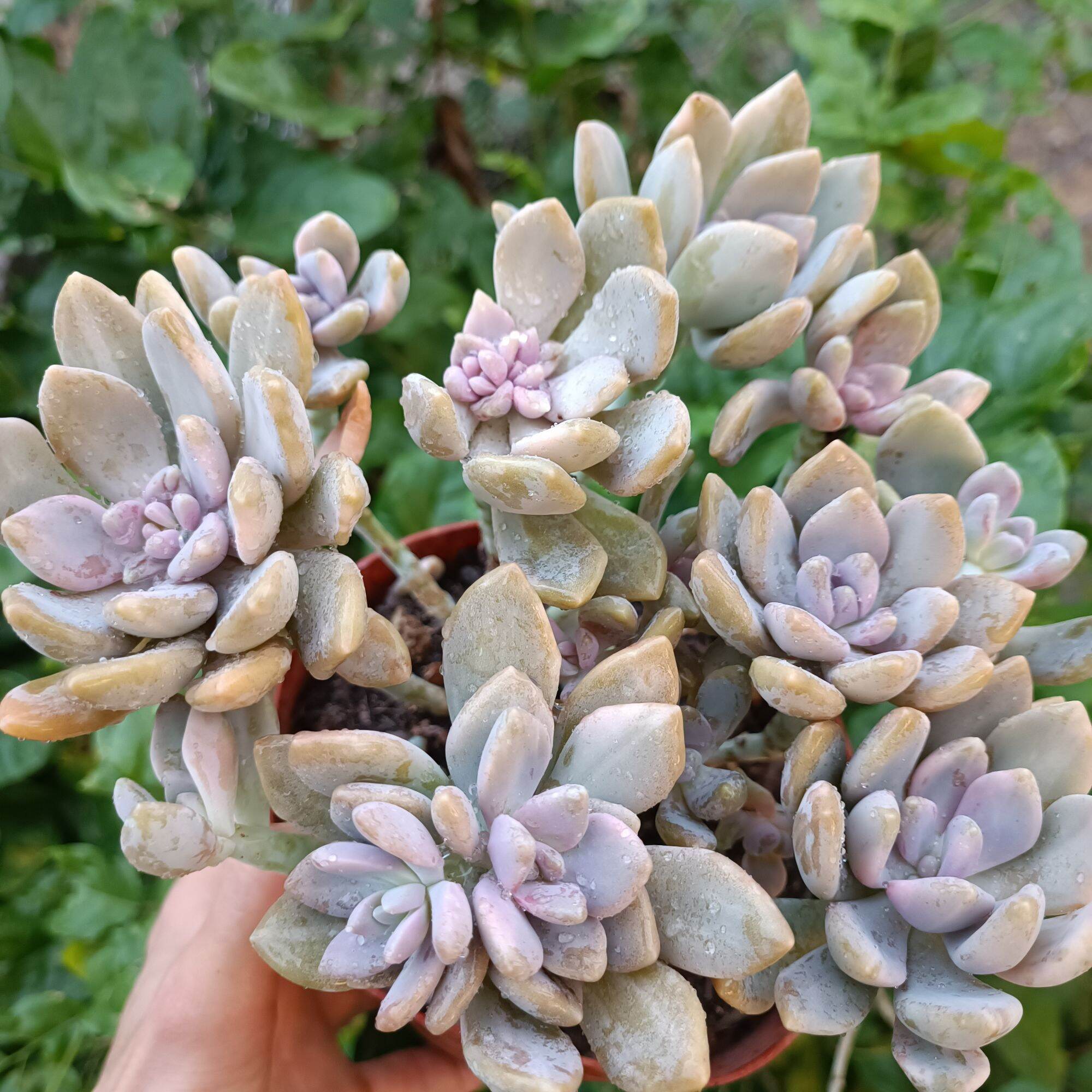 Sale 50%-Sen Đá Tím Var Thân Thụ Đẹp.