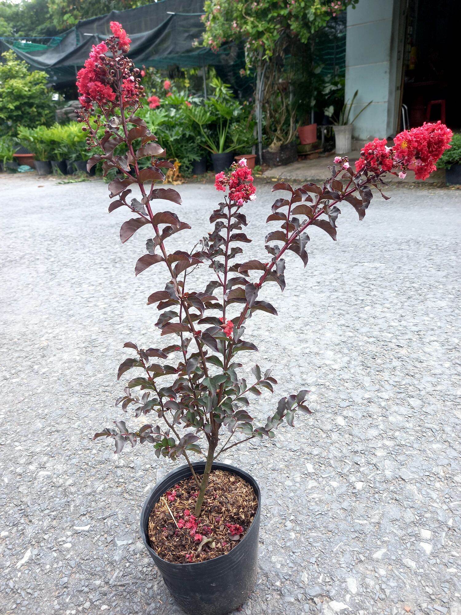 cây tường vy huyết long