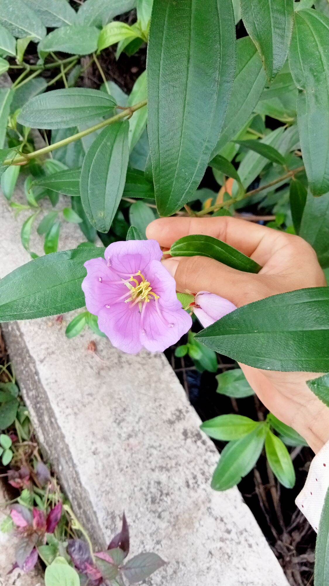 Hoa mua tím lợt.6k chậu