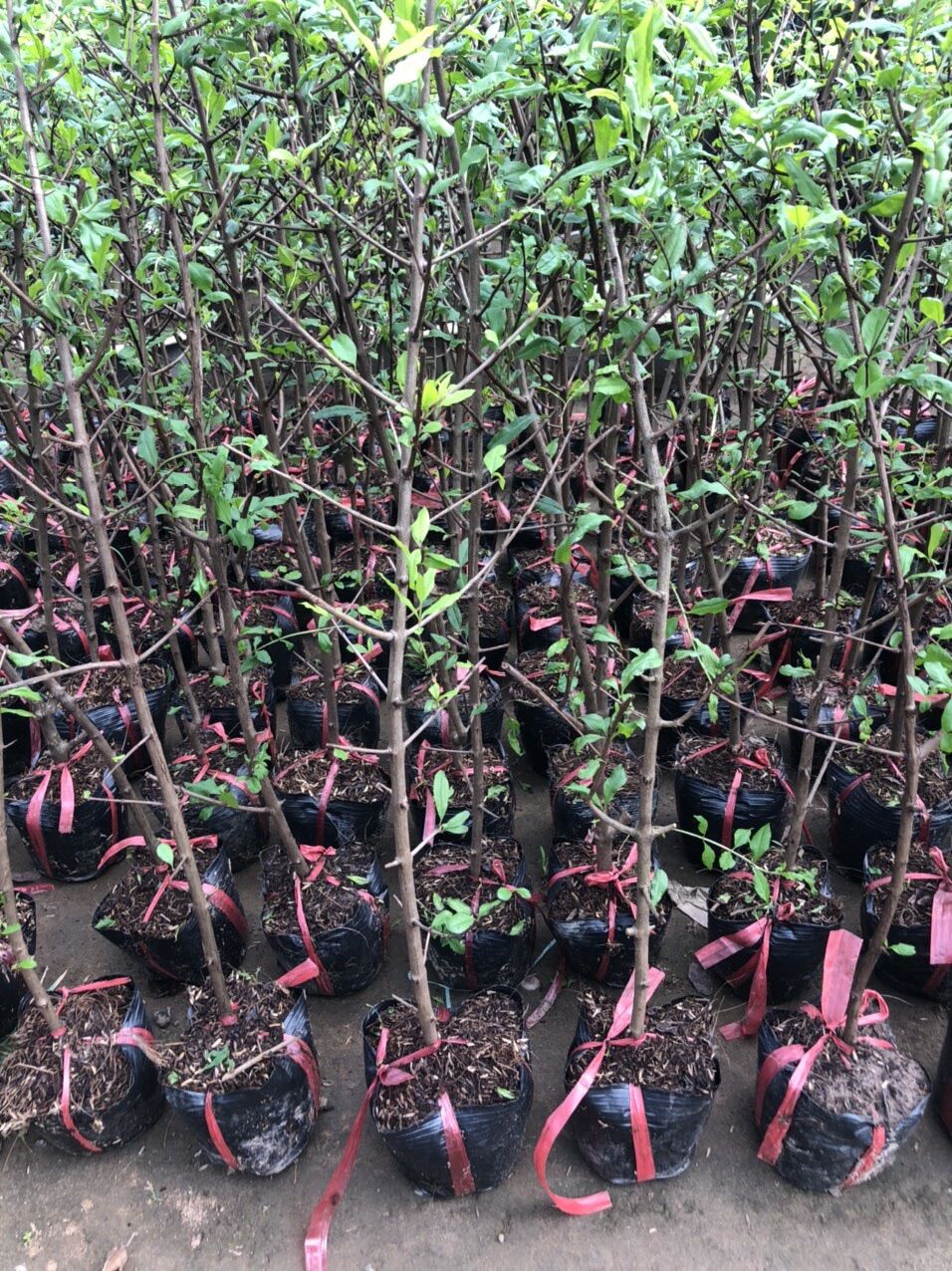Cây lựu lùn Ấn Độ(70-90cm)