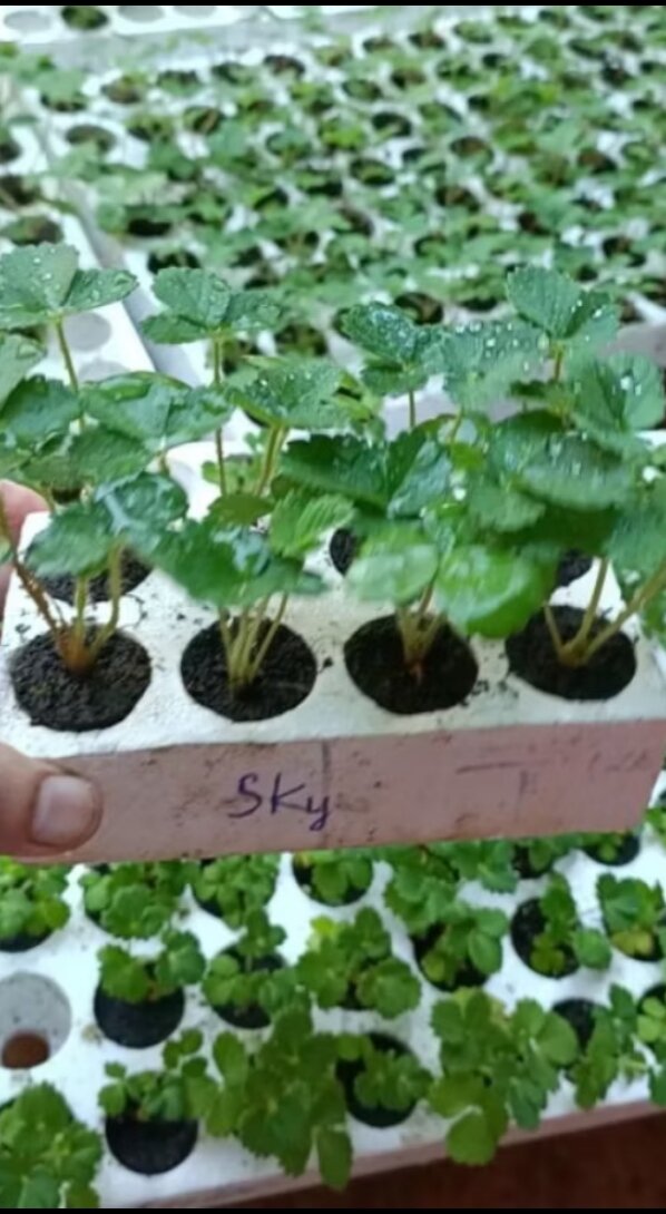 Combo 10 cây MÔ Vỉ dâu Nhật Sky ( chuẩn giống)