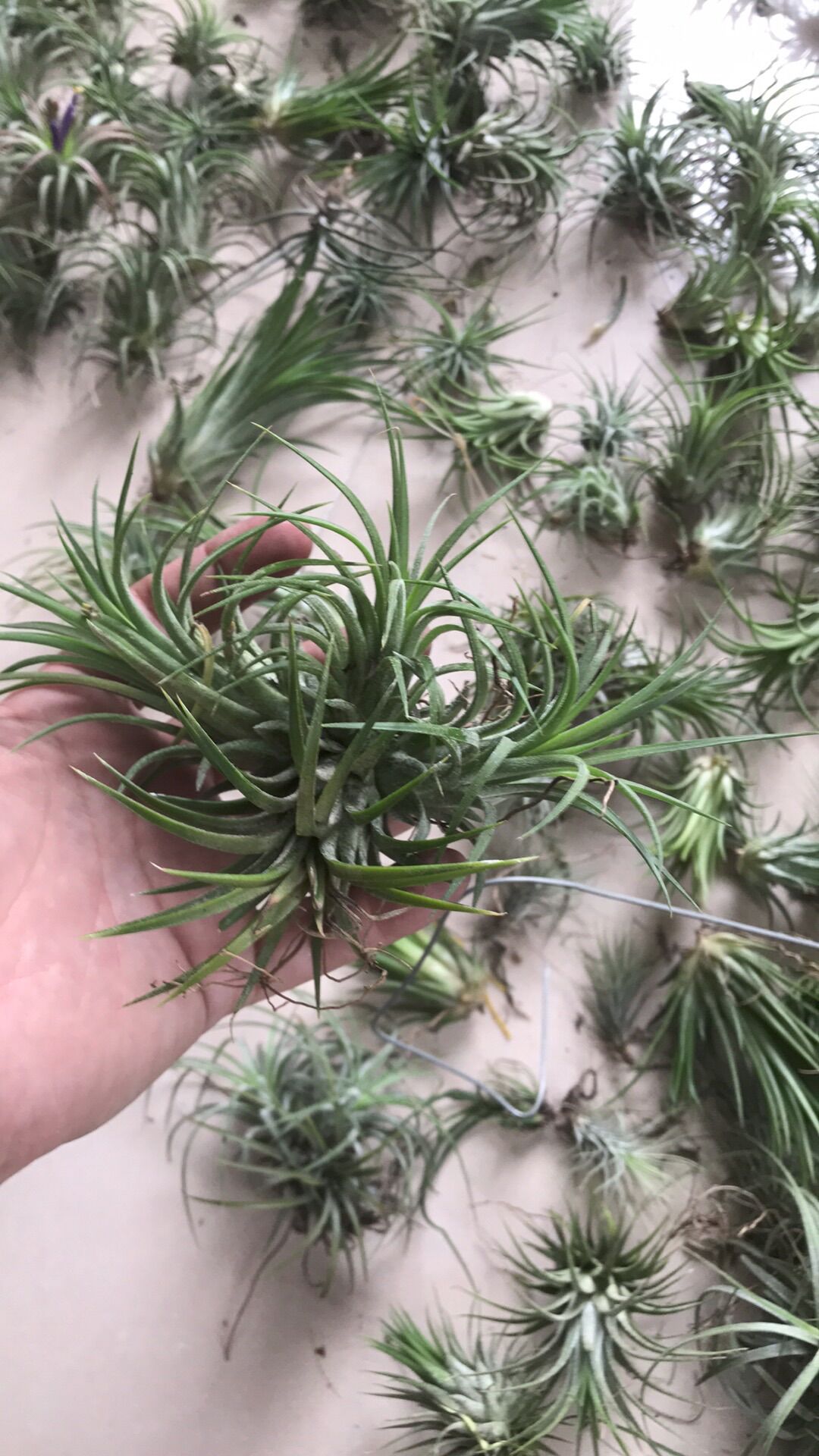 Cây không khí ionnantha chùm nhỏ