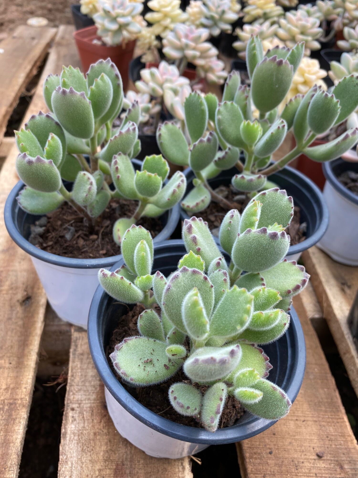 cây sen đá tay gấu lông nhiều móng