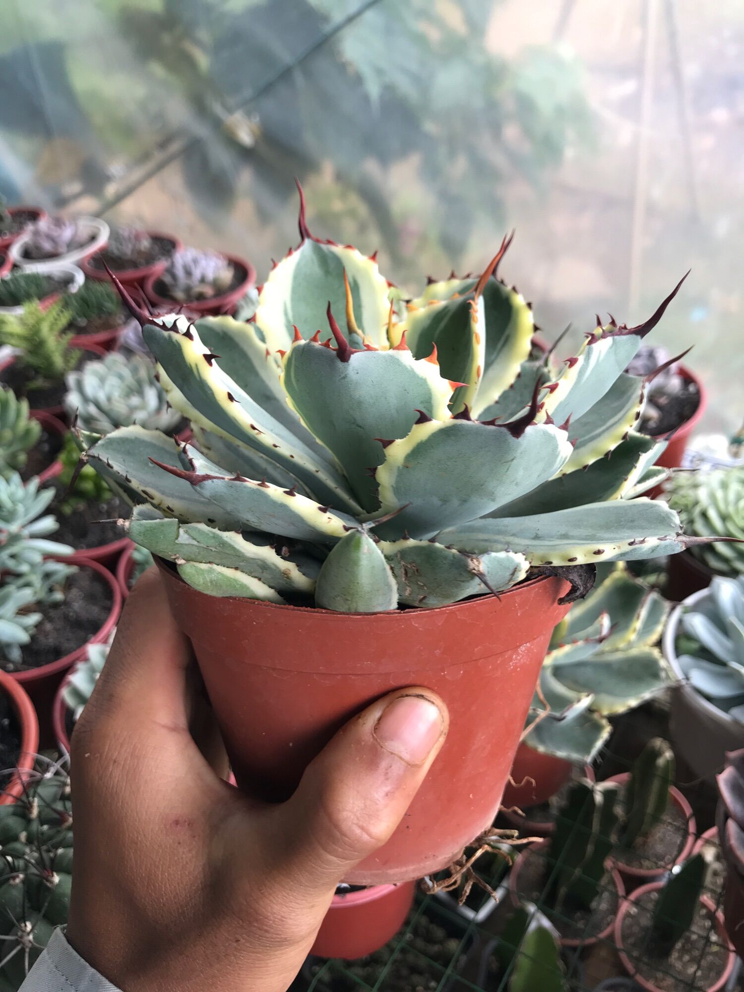 Sen agave var 20cm+