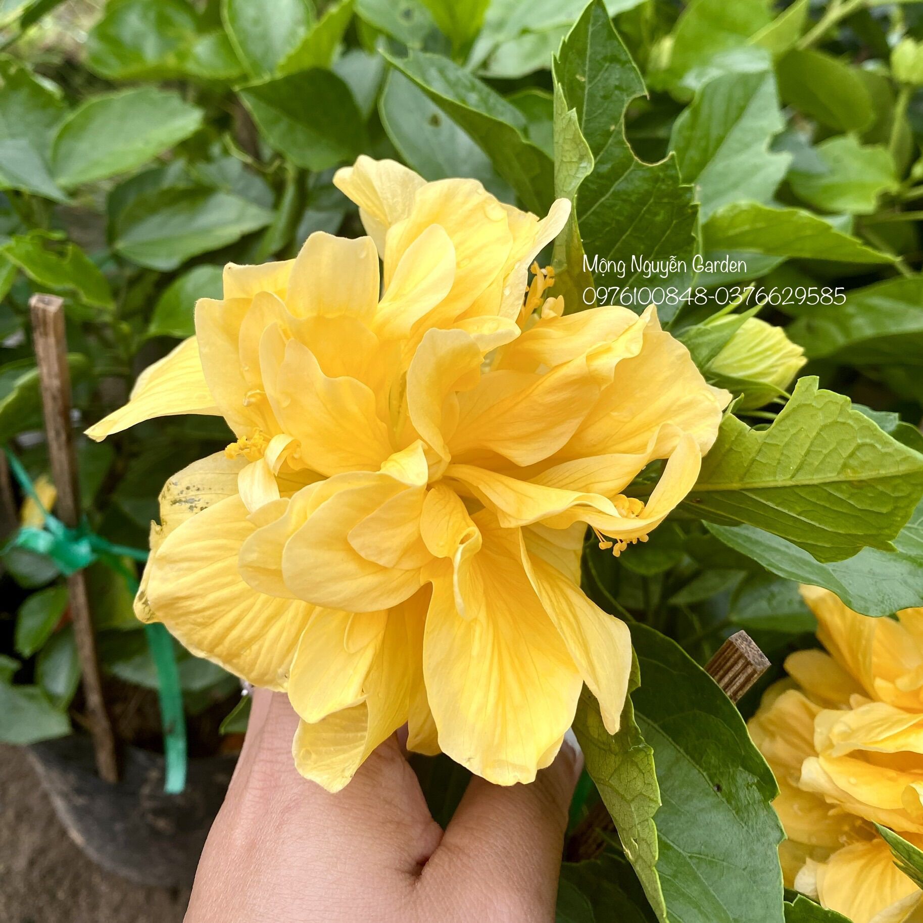 Cây hoa dâm bụt cánh kép - màu vàng