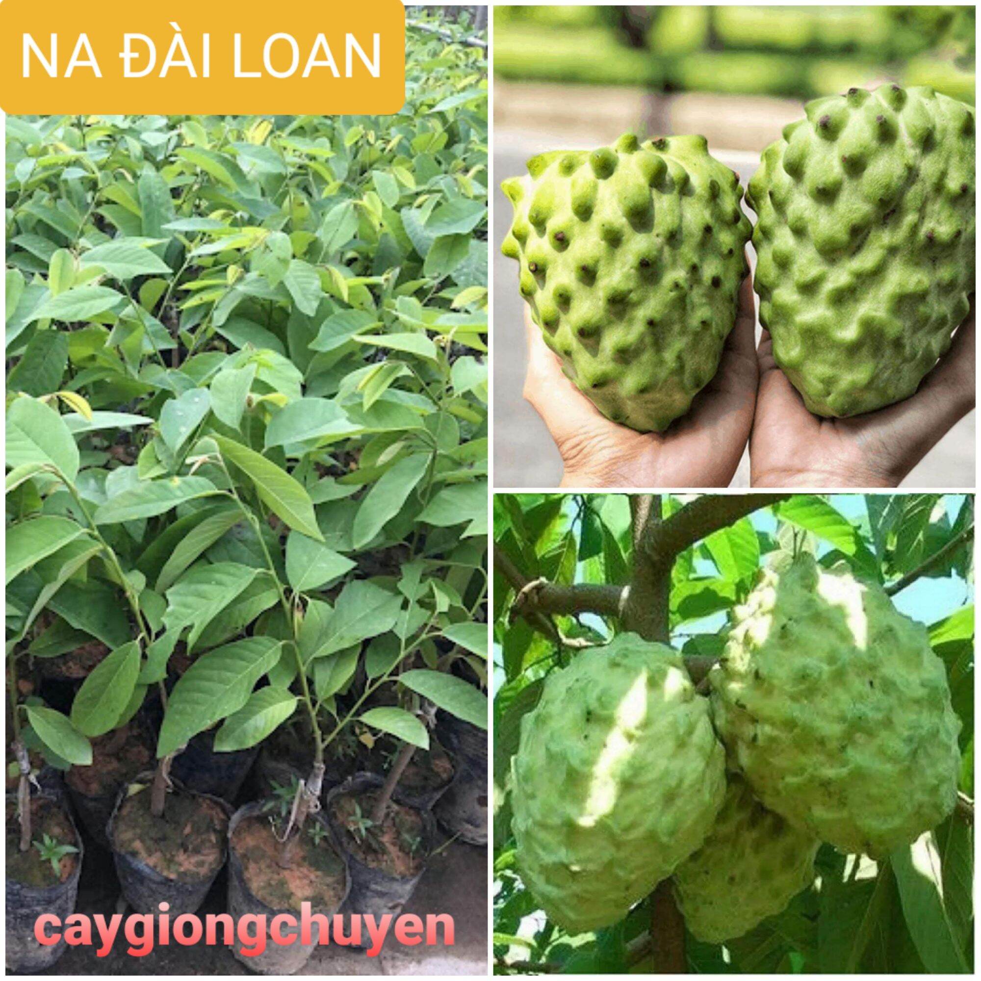 Giống cây na dứa đài loan ghép