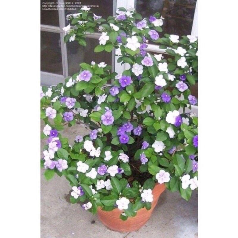 Cây Hoa Nhài Nhật(1 bầu cây giống)