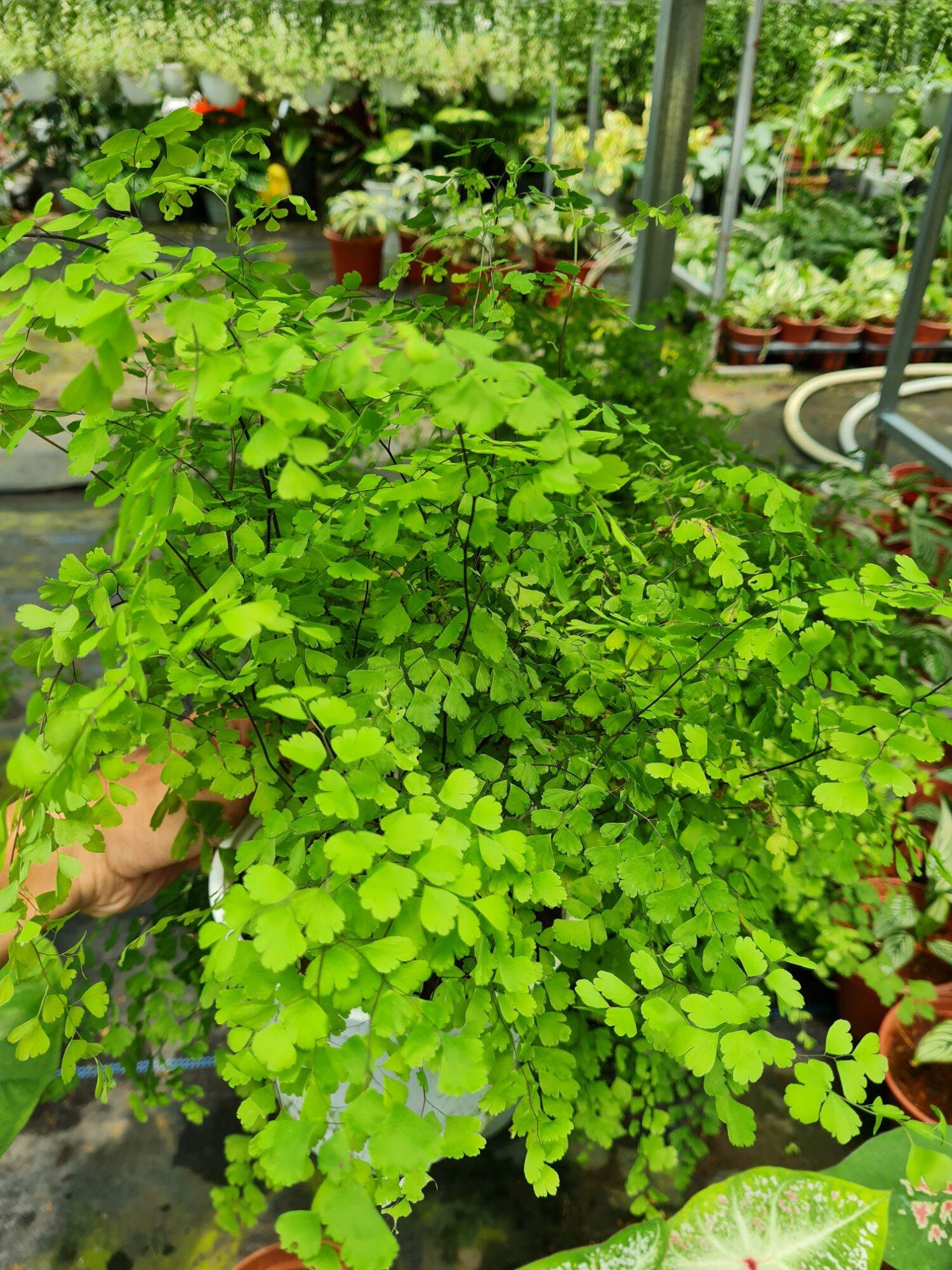 Cây tóc thần vệ nữ (chậu lớn 15cm)