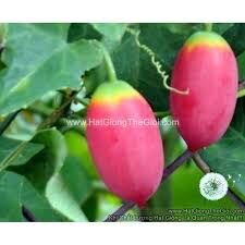 200 hạt cây bình bát dây ( hạt để trong túi zip)