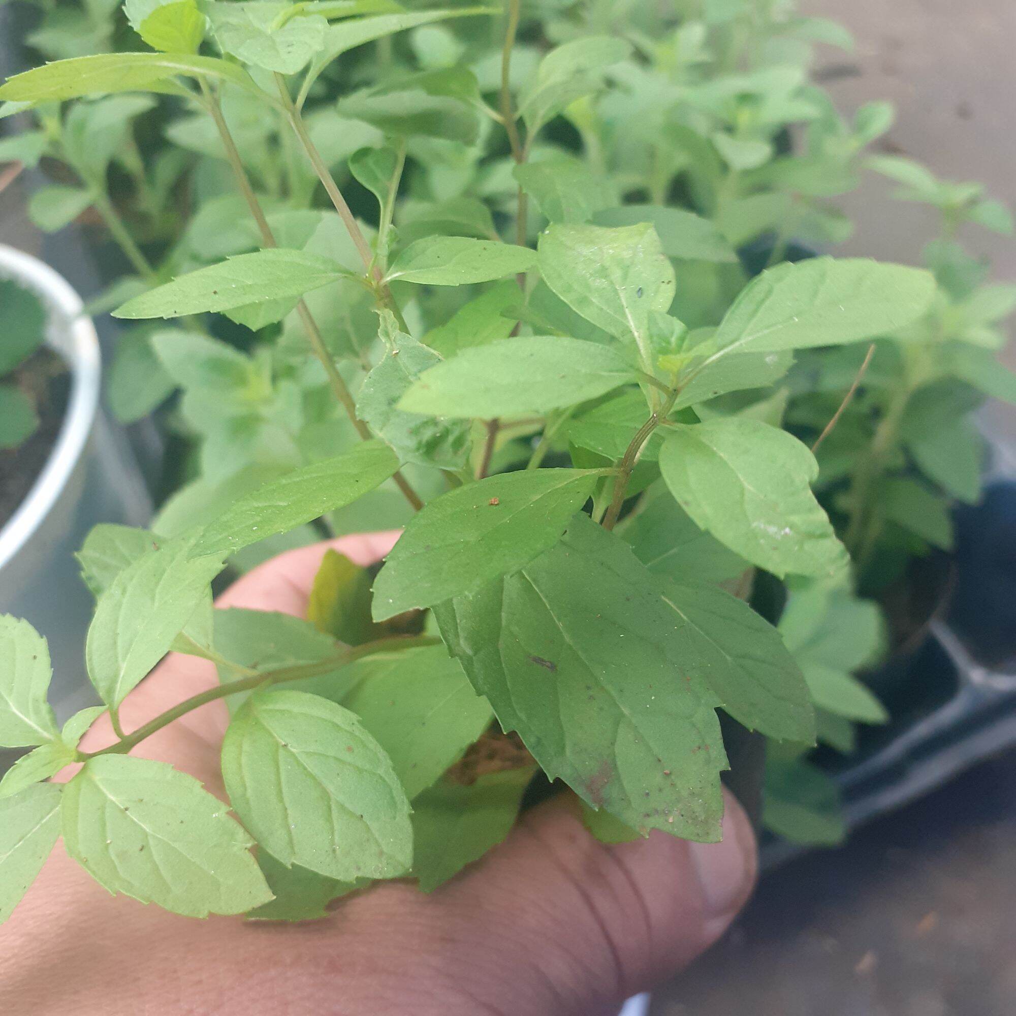 Bạc hà perper mint nầu