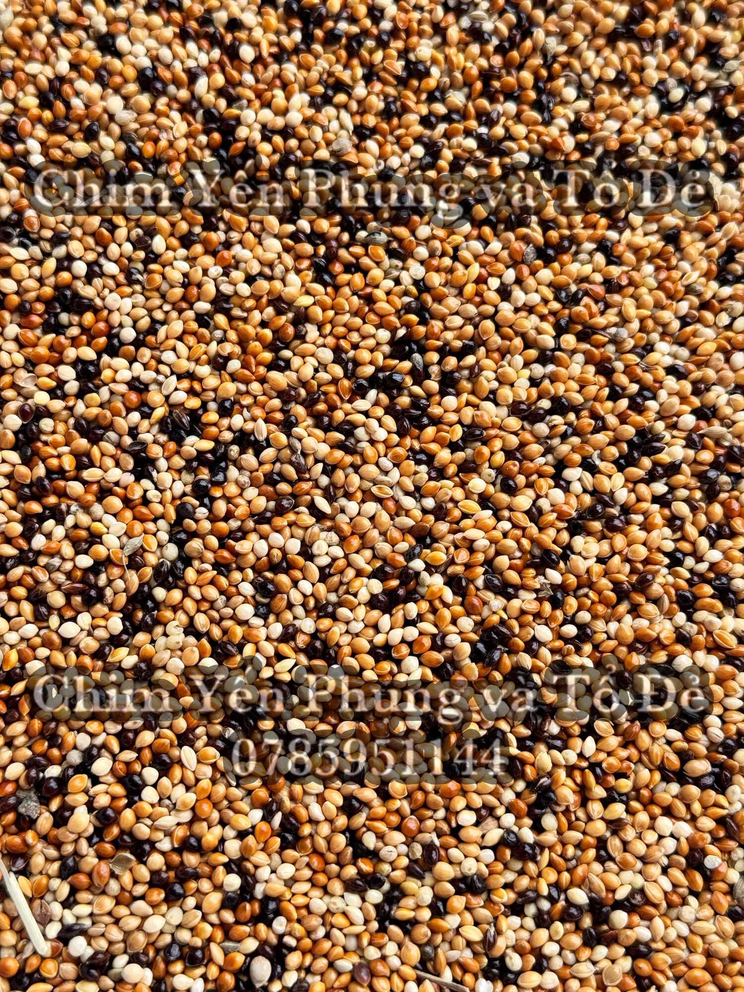 Hạt kê thái (kê ba màu: vàng, đỏ, đen) cho Yến Phụng • Hamster • Sóc....